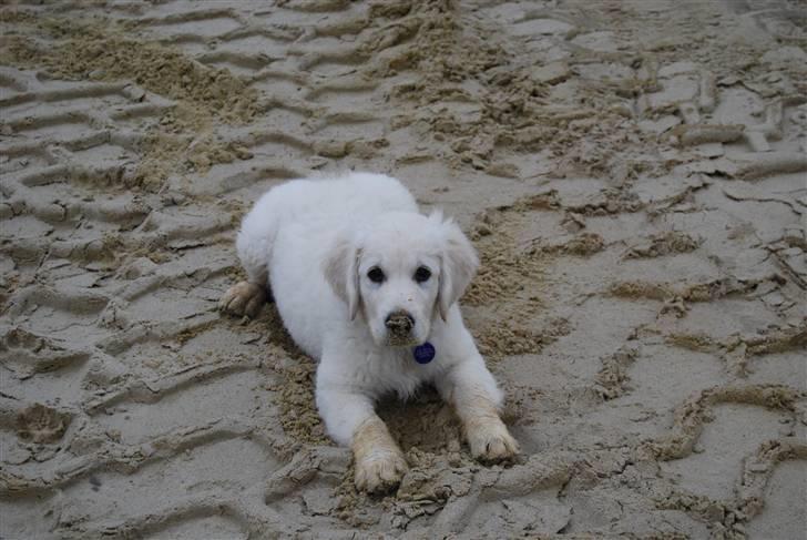 Golden retriever Grejsdalens Xavier (Gizmo - Jeg eeeeelsker når mor tager mig med i grusgraven.. billede 18