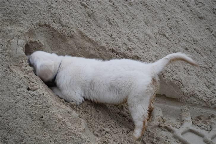 Golden retriever Grejsdalens Xavier (Gizmo - Moooaaaar, de har gemt en skat herinde..  (12 uger) billede 19