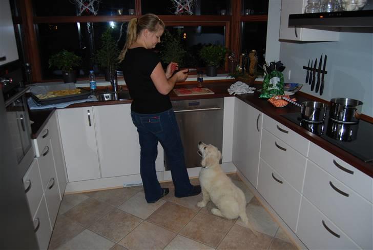 Golden retriever Grejsdalens Xavier (Gizmo - Lige om lidt taber hun garanteret en lille bitte klump oksefars.. (12 uger) billede 20