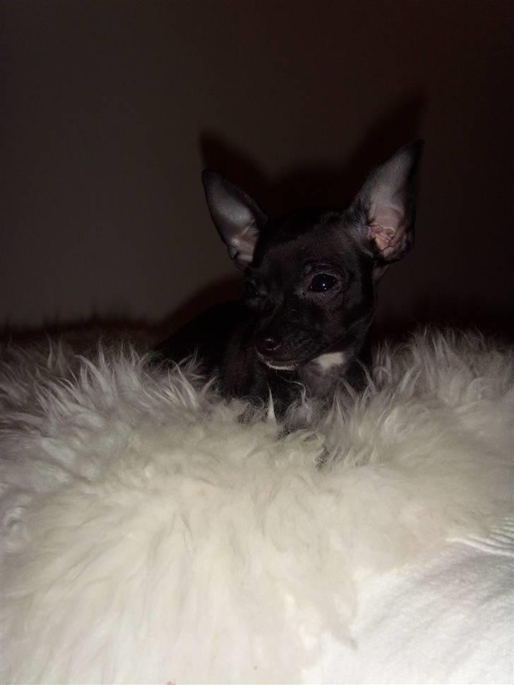 Chihuahua ***-Britney-*** billede 8