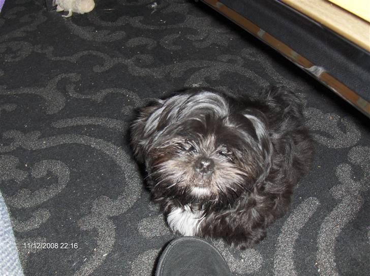 Shih tzu gismo billede 4