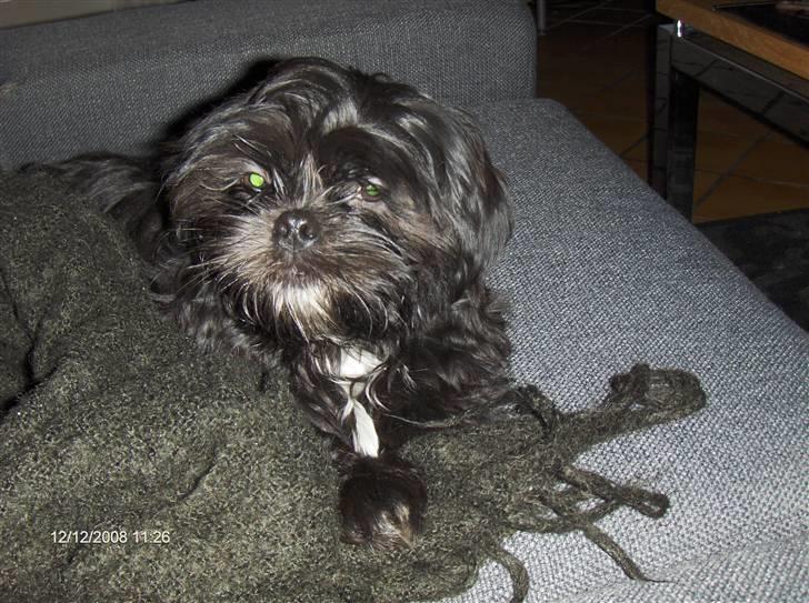 Shih tzu gismo billede 5