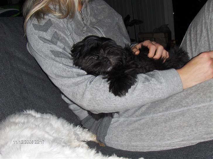 Shih tzu gismo - det er dejlig og putte i mor´s arme.. :) billede 6