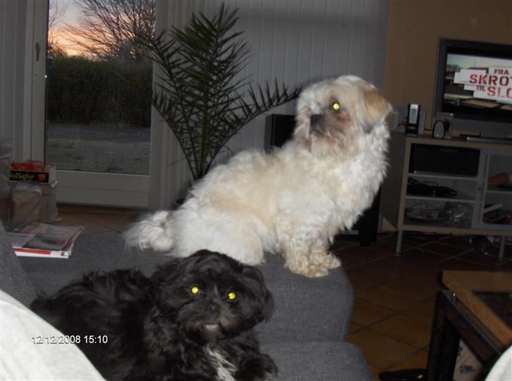 Shih tzu gismo billede 9