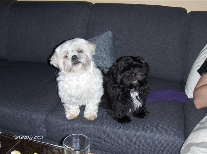Shih tzu gismo - vi er bare så søde.. :) billede 10