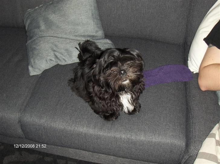 Shih tzu gismo billede 12
