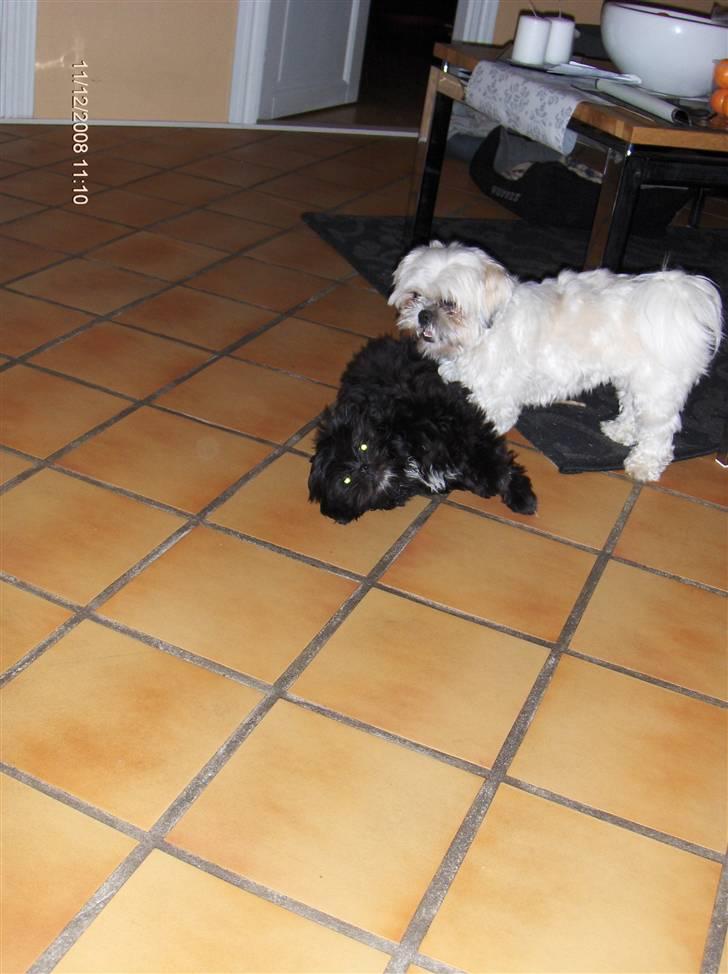 Shih tzu gismo - nu overgiver jeg mig.. ;) billede 13