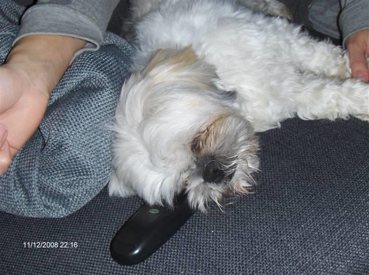 Shih tzu Bella billede 12