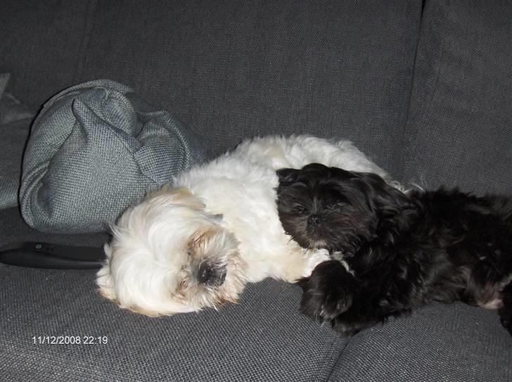 Shih tzu Bella - elsker og putte sammen med sin lillebror gizmo.. :) billede 13