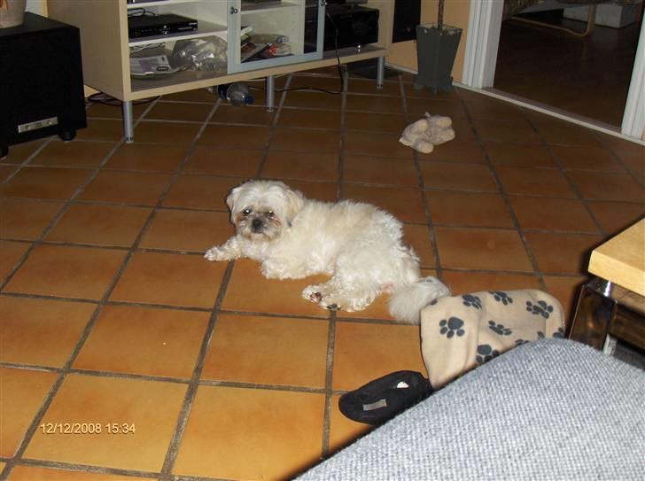 Shih tzu Bella billede 14