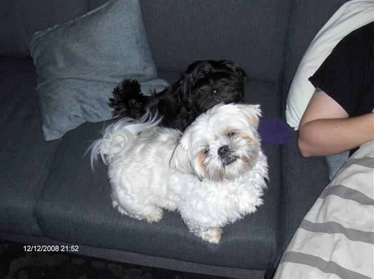 Shih tzu Bella billede 16