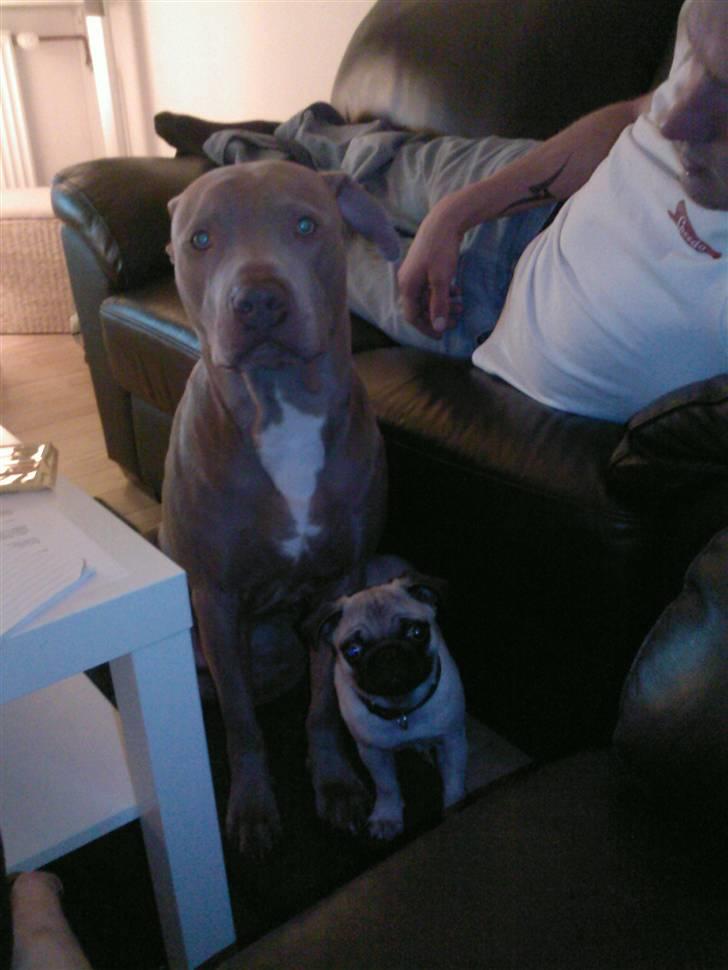 Mops Milo - Loui er min bedste ven:-) billede 9