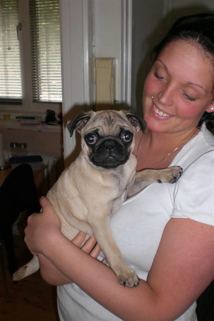 Mops Milo - Mors dreng. billede 10