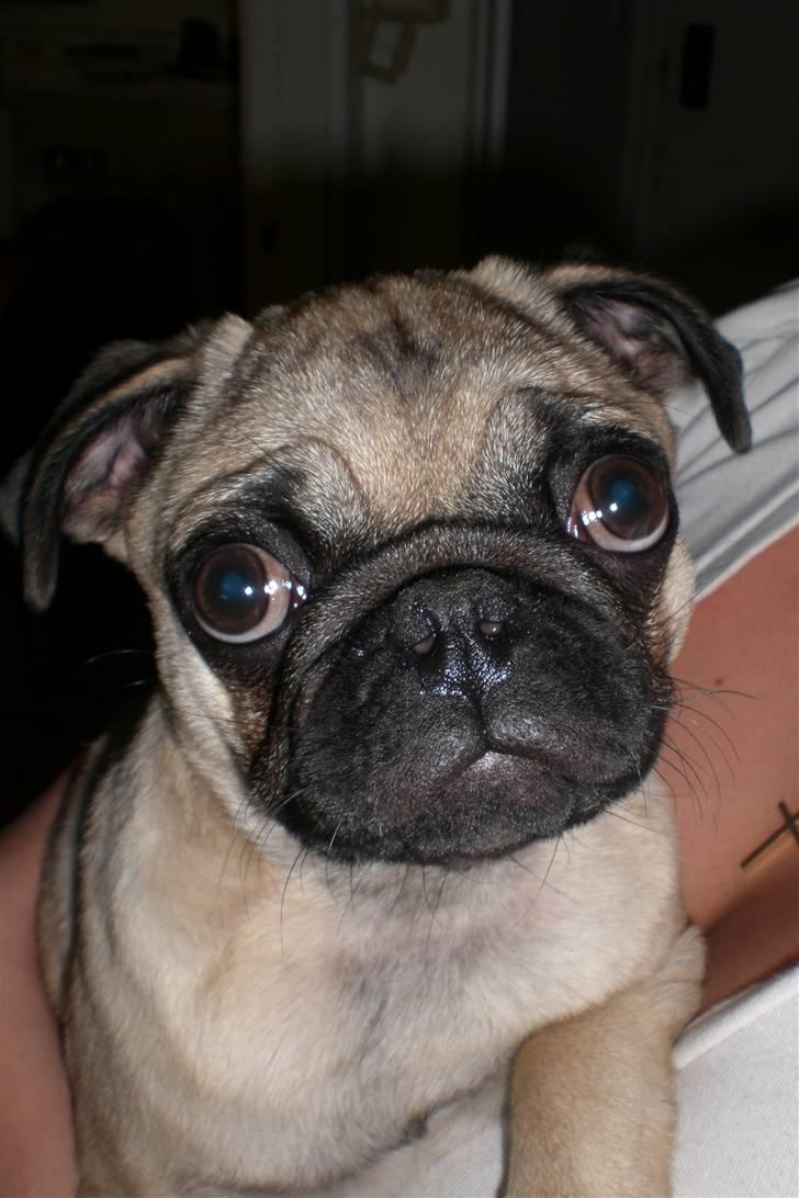 Mops Milo billede 11