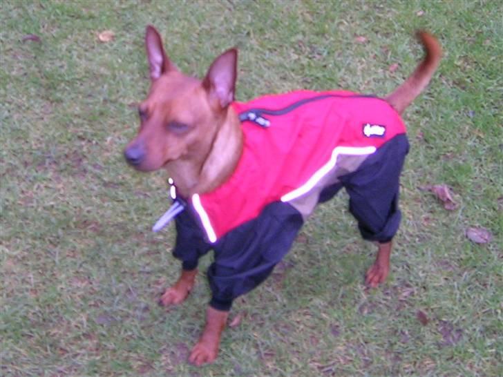 Dvaergpinscher Hubert - Her er Hubert i sin nye Overall fra Hurter billede 12