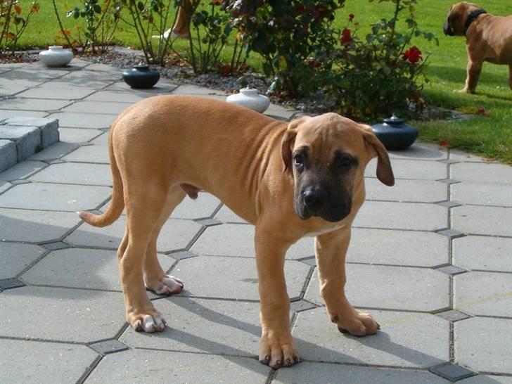 Boerboel -Rathmann- Gustav. - Billede venligst udlånt af Rathmann Boerboels billede 1