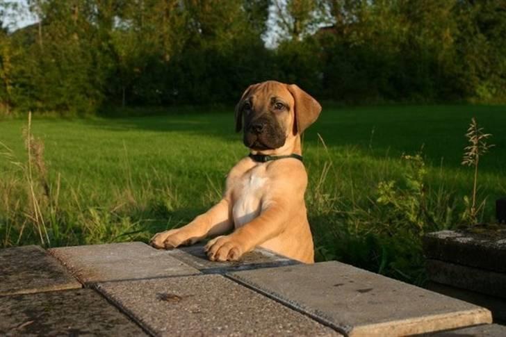 Boerboel -Rathmann- Gustav. - Billede venligst udlånt af Rathmann Boerboels billede 2