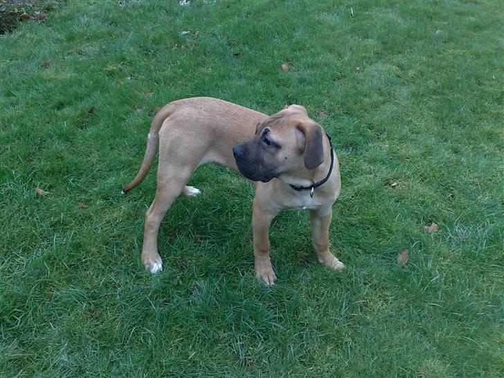 Boerboel -Rathmann- Gustav. - 5 Måneder billede 3