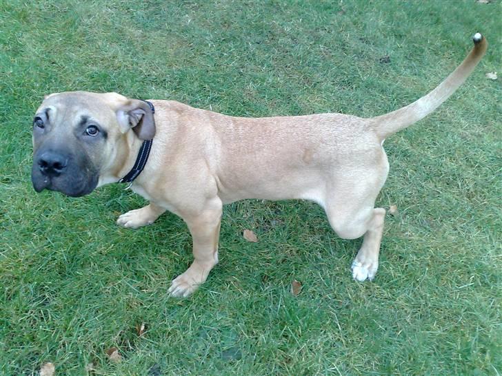 Boerboel -Rathmann- Gustav. - 5 Måneder billede 4