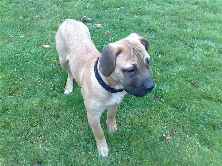 Boerboel -Rathmann- Gustav. - 5 Måneder billede 6