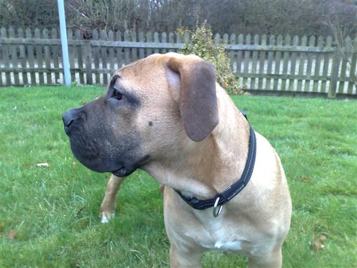 Boerboel -Rathmann- Gustav. - 5 Måneder billede 7
