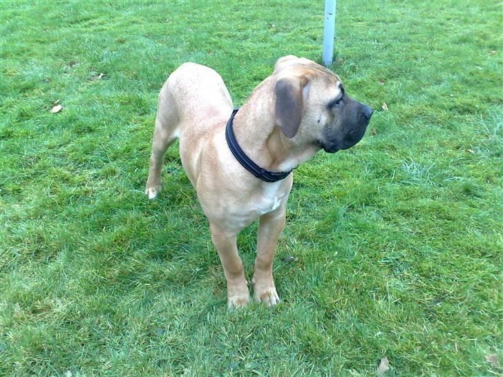 Boerboel -Rathmann- Gustav. - 5 Måneder billede 8