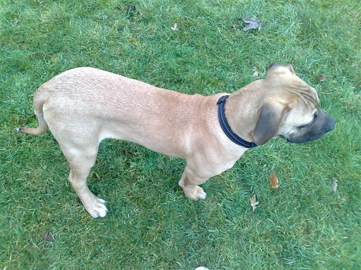 Boerboel -Rathmann- Gustav. - 5 Måneder billede 9