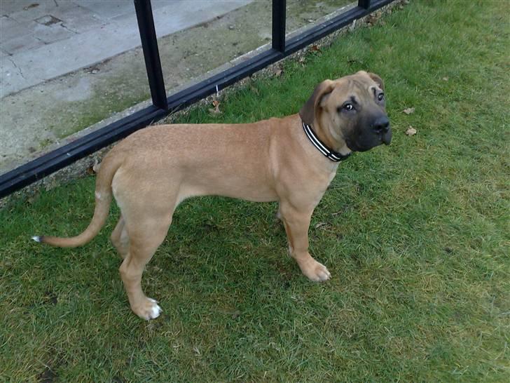 Boerboel -Rathmann- Gustav. - 5 Måneder billede 10