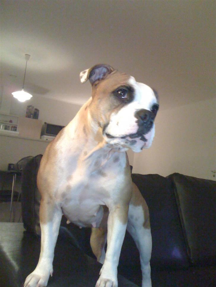 Blanding af racer Tulle - Tulle 1 år billede 1