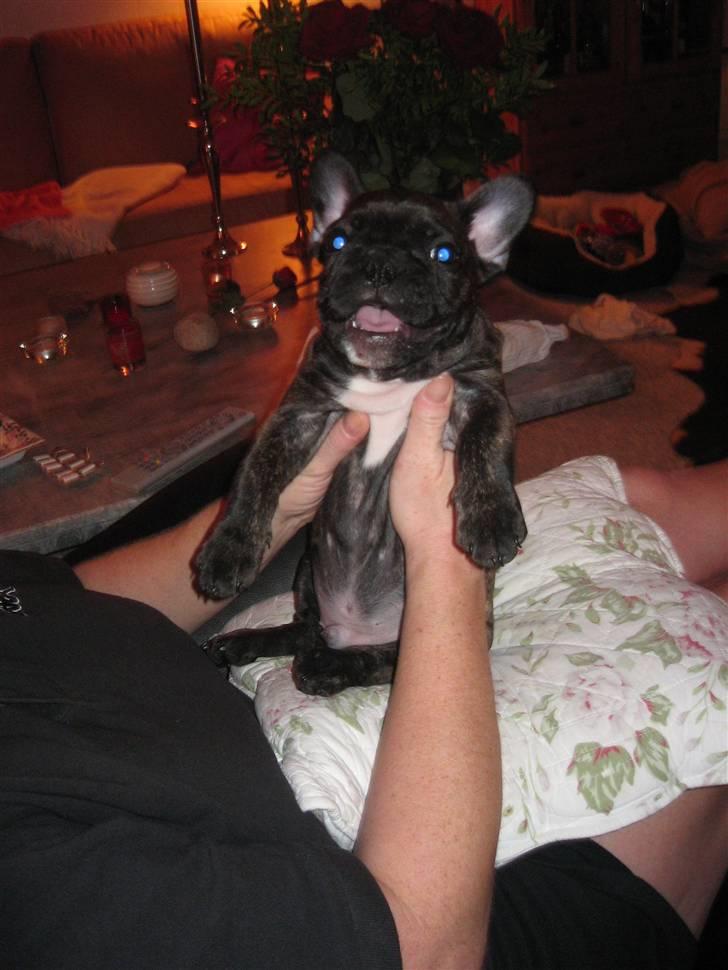 Fransk bulldog Robert2 - 10 uger og rigtig rigtig rigtig glad for at bo hos min moar billede 7