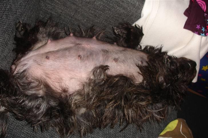 Cairn terrier Freja - Den store tykke mavse!!!!!  billede 19