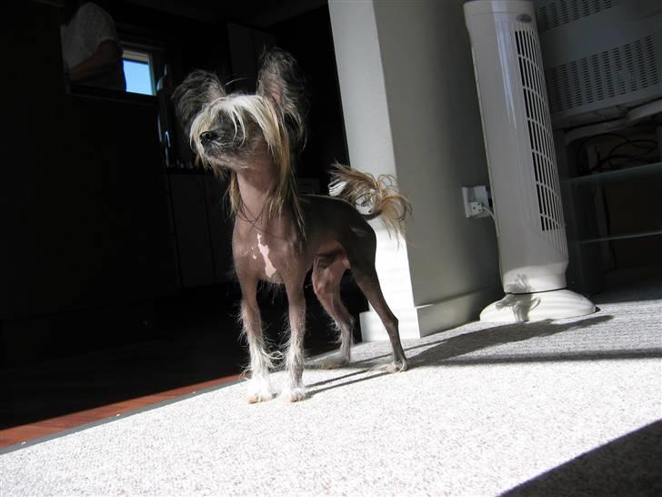 Chinese crested hårløs King billede 1