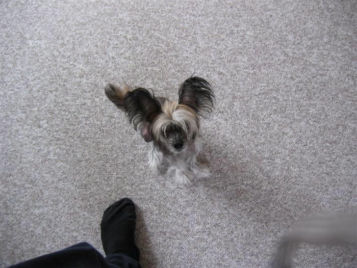 Chinese crested hårløs King billede 2