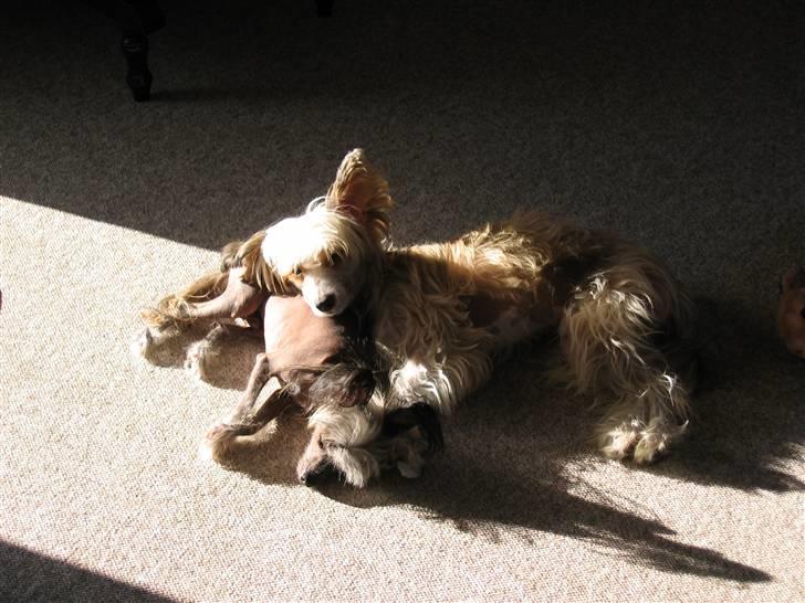 Chinese crested hårløs King billede 3