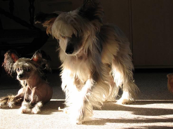 Chinese crested hårløs King billede 4