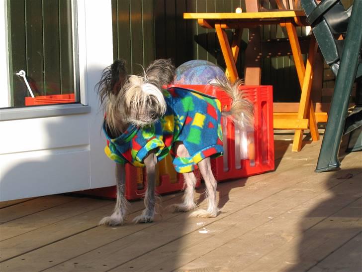 Chinese crested hårløs King billede 5