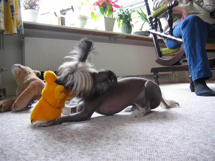 Chinese crested hårløs King billede 6