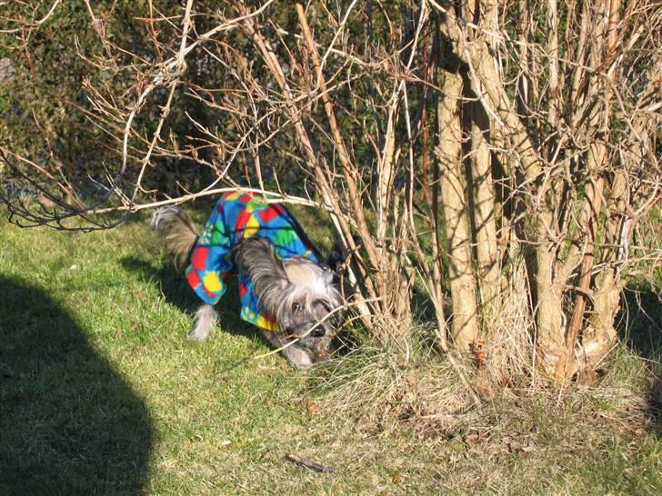 Chinese crested hårløs King billede 7