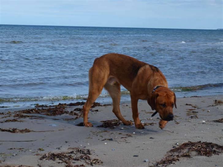 Blanding af racer Bølle<3 billede 1