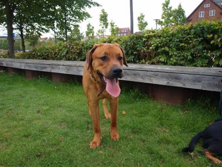 Blanding af racer Bølle<3 billede 2