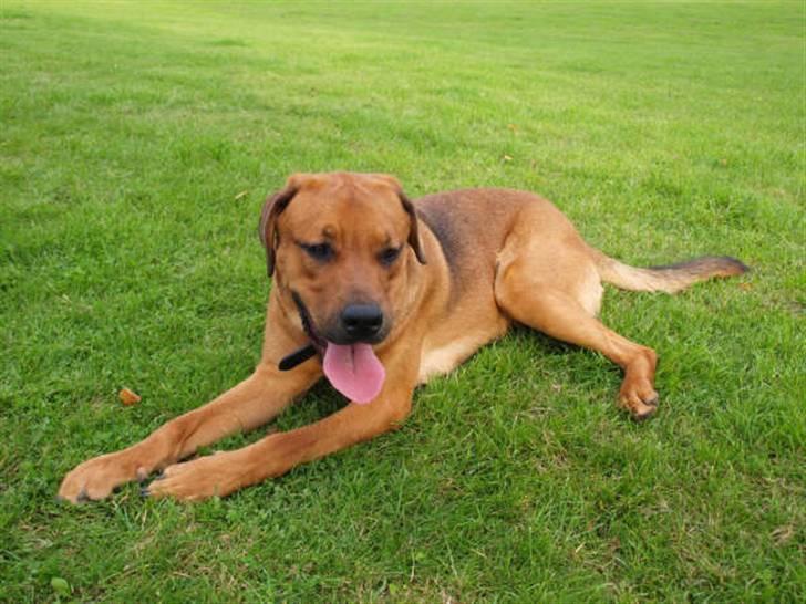 Blanding af racer Bølle<3 billede 3