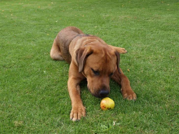 Blanding af racer Bølle<3 billede 4