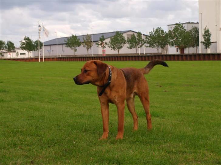 Blanding af racer Bølle<3 billede 5