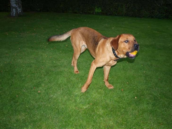 Blanding af racer Bølle<3 billede 6