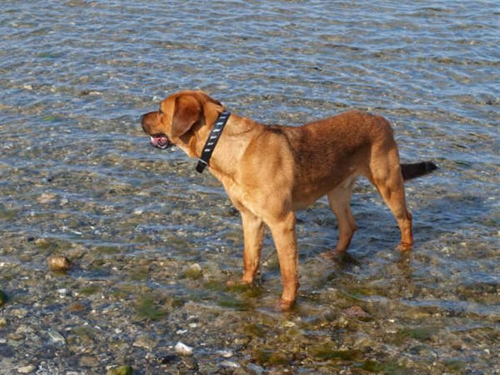 Blanding af racer Bølle<3 billede 7