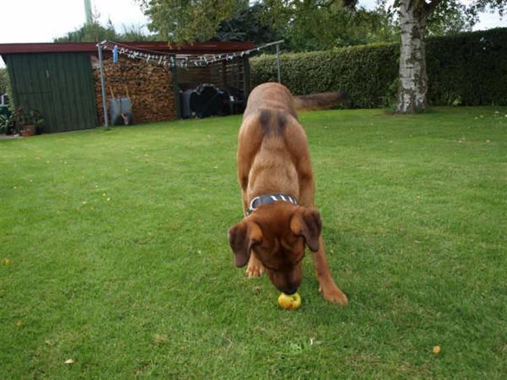 Blanding af racer Bølle<3 billede 8