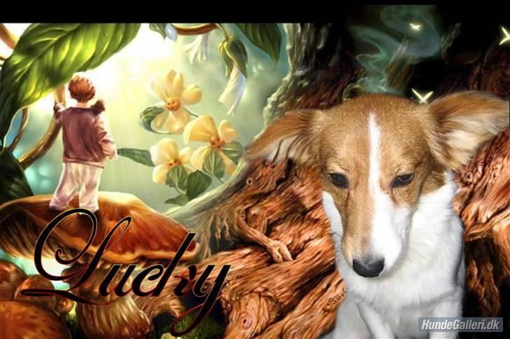 Blanding af racer Badman's *Lucky* Day. billede 1