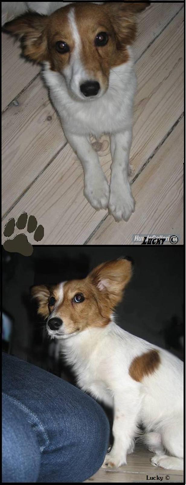 Blanding af racer Badman's *Lucky* Day. billede 2