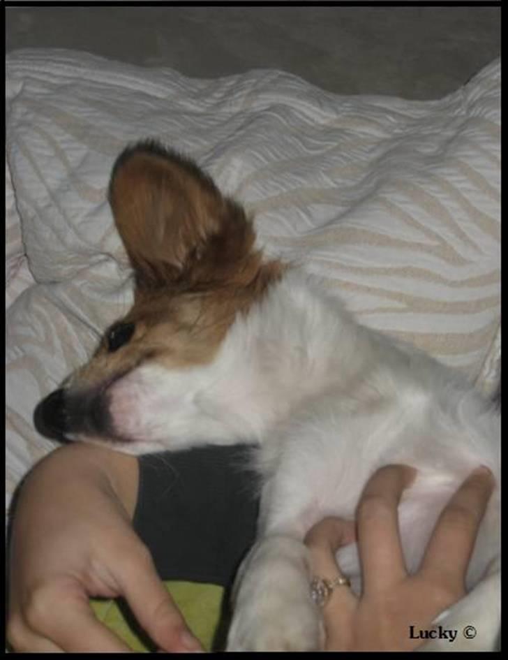 Blanding af racer Badman's *Lucky* Day. billede 3