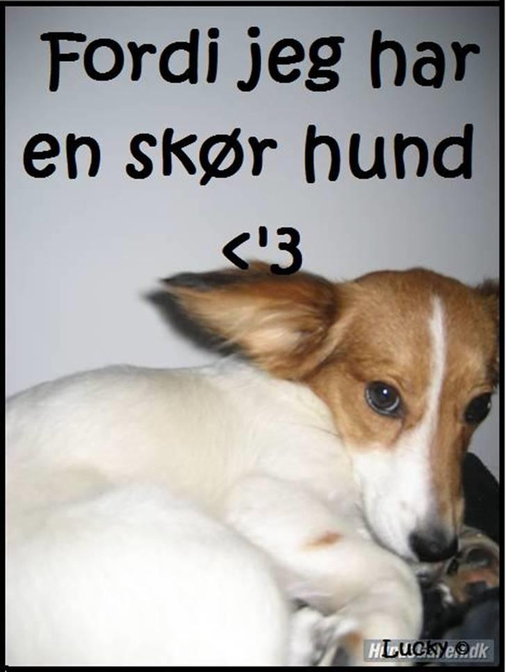 Blanding af racer Badman's *Lucky* Day. billede 4